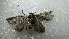 ( - NIBGE MOT-02078)  @12 [ ] CreativeCommons - Attribution Non-Commercial Share-Alike (2012) Muhammad Ashfaq National Institute for Biotechnology and Genetic Engineering Faisalabad Pakistan