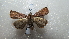  ( - NIBGE MOT-02084)  @12 [ ] CreativeCommons - Attribution Non-Commercial Share-Alike (2012) Muhammad Ashfaq National Institute for Biotechnology and Genetic Engineering Faisalabad Pakistan