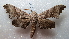  (Polyptychus dentatus - NIBGE MOT-02107)  @14 [ ] CreativeCommons - Attribution Non-Commercial Share-Alike (2012) Muhammad Ashfaq National Institute for Biotechnology and Genetic Engineering Faisalabad Pakistan