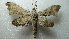  ( - NIBGE MOT-02108)  @14 [ ] CreativeCommons - Attribution Non-Commercial Share-Alike (2012) Muhammad Ashfaq National Institute for Biotechnology and Genetic Engineering Faisalabad Pakistan