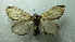  ( - NIBGE MOT-02113)  @13 [ ] CreativeCommons - Attribution Non-Commercial Share-Alike (2012) Muhammad Ashfaq National Institute for Biotechnology and Genetic Engineering Faisalabad Pakistan
