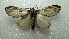  ( - NIBGE MOT-02114)  @13 [ ] CreativeCommons - Attribution Non-Commercial Share-Alike (2012) Muhammad Ashfaq National Institute for Biotechnology and Genetic Engineering Faisalabad Pakistan