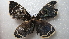  ( - NIBGE MOT-02117)  @13 [ ] CreativeCommons - Attribution Non-Commercial Share-Alike (2012) Muhammad Ashfaq National Institute for Biotechnology and Genetic Engineering Faisalabad Pakistan