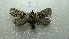 ( - NIBGE MOT-02145)  @13 [ ] CreativeCommons - Attribution Non-Commercial Share-Alike (2012) Muhammad Ashfaq National Institute for Biotechnology and Genetic Engineering Faisalabad Pakistan