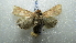  (Mythimna PK01 - NIBGE MOT-02288)  @13 [ ] CreativeCommons - Attribution Non-Commercial Share-Alike (2012) Muhammad Ashfaq National Institute for Biotechnology and Genetic Engineering Faisalabad Pakistan