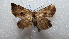  ( - NIBGE MOT-02312)  @13 [ ] CreativeCommons - Attribution Non-Commercial Share-Alike (2012) Muhammad Ashfaq National Institute for Biotechnology and Genetic Engineering Faisalabad Pakistan