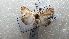  ( - NIBGE MOT-02338)  @13 [ ] CreativeCommons - Attribution Non-Commercial Share-Alike (2012) Muhammad Ashfaq National Institute for Biotechnology and Genetic Engineering Faisalabad Pakistan