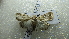  ( - NIBGE MOT-02343)  @13 [ ] CreativeCommons - Attribution Non-Commercial Share-Alike (2012) Muhammad Ashfaq National Institute for Biotechnology and Genetic Engineering Faisalabad Pakistan