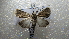 ( - NIBGE MOT-02345)  @13 [ ] CreativeCommons - Attribution Non-Commercial Share-Alike (2012) Muhammad Ashfaq National Institute for Biotechnology and Genetic Engineering Faisalabad Pakistan
