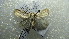  (Mythimna PK05 - NIBGE MOT-02394)  @13 [ ] CreativeCommons - Attribution Non-Commercial Share-Alike (2012) Muhammad Ashfaq National Institute for Biotechnology and Genetic Engineering Faisalabad Pakistan