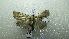  ( - NIBGE MOT-02431)  @12 [ ] CreativeCommons - Attribution Non-Commercial Share-Alike (2012) Muhammad Ashfaq National Institute for Biotechnology and Genetic Engineering Faisalabad Pakistan