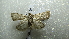  ( - NIBGE MOT-02439)  @12 [ ] CreativeCommons - Attribution Non-Commercial Share-Alike (2012) Muhammad Ashfaq National Institute for Biotechnology and Genetic Engineering Faisalabad Pakistan
