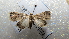  ( - NIBGE MOT-02447)  @13 [ ] CreativeCommons - Attribution Non-Commercial Share-Alike (2012) Muhammad Ashfaq National Institute for Biotechnology and Genetic Engineering Faisalabad Pakistan