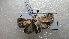  ( - NIBGE MOT-02480)  @13 [ ] CreativeCommons - Attribution Non-Commercial Share-Alike (2012) Muhammad Ashfaq National Institute for Biotechnology and Genetic Engineering Faisalabad Pakistan
