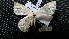  ( - NIBGE MOT-02545)  @12 [ ] CreativeCommons - Attribution Non-Commercial Share-Alike (2012) Muhammad Ashfaq National Institute for Biotechnology and Genetic Engineering Faisalabad Pakistan
