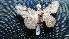  ( - NIBGE MOT-02567)  @12 [ ] CreativeCommons - Attribution Non-Commercial Share-Alike (2012) Muhammad Ashfaq National Institute for Biotechnology and Genetic Engineering Faisalabad Pakistan