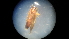  (Neoblastobasis eurotella - NIBGE MOT-02661)  @12 [ ] CreativeCommons - Attribution Non-Commercial Share-Alike (2012) Muhammad Ashfaq National Institute for Biotechnology and Genetic Engineering Faisalabad Pakistan