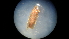  ( - NIBGE MOT-02662)  @12 [ ] CreativeCommons - Attribution Non-Commercial Share-Alike (2012) Muhammad Ashfaq National Institute for Biotechnology and Genetic Engineering Faisalabad Pakistan