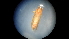  ( - NIBGE MOT-02668)  @12 [ ] CreativeCommons - Attribution Non-Commercial Share-Alike (2012) Muhammad Ashfaq National Institute for Biotechnology and Genetic Engineering Faisalabad Pakistan