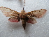 ( - NIBGE MOT-02677)  @12 [ ] CreativeCommons - Attribution Non-Commercial Share-Alike (2012) M. Sajjad Mirza National Institute for Biotechnology and Genetic Engineering Faisalabad Pakistan