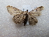  ( - NIBGE MOT-02684)  @12 [ ] CreativeCommons - Attribution Non-Commercial Share-Alike (2012) M. Sajjad Mirza National Institute for Biotechnology and Genetic Engineering Faisalabad Pakistan