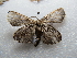  ( - NIBGE MOT-02702)  @12 [ ] CreativeCommons - Attribution Non-Commercial Share-Alike (2012) M. Sajjad Mirza National Institute for Biotechnology and Genetic Engineering Faisalabad Pakistan