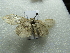  ( - NIBGE MOT-02723)  @12 [ ] CreativeCommons - Attribution Non-Commercial Share-Alike (2012) M. Sajjad Mirza National Institute for Biotechnology and Genetic Engineering Faisalabad Pakistan