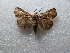  ( - NIBGE MOT-02757)  @12 [ ] CreativeCommons - Attribution Non-Commercial Share-Alike (2012) M. Sajjad Mirza National Institute for Biotechnology and Genetic Engineering Faisalabad Pakistan