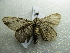  ( - NIBGE MOT-02763)  @12 [ ] CreativeCommons - Attribution Non-Commercial Share-Alike (2012) M. Sajjad Mirza National Institute for Biotechnology and Genetic Engineering Faisalabad Pakistan
