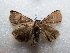  ( - NIBGE MOT-02789)  @13 [ ] CreativeCommons - Attribution Non-Commercial Share-Alike (2012) M. Sajjad Mirza National Institute for Biotechnology and Genetic Engineering Faisalabad Pakistan