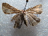  ( - NIBGE MOT-02799)  @12 [ ] CreativeCommons - Attribution Non-Commercial Share-Alike (2012) M. Sajjad Mirza National Institute for Biotechnology and Genetic Engineering Faisalabad Pakistan