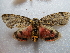  (Carcinopyga - NIBGE MOT-02832)  @14 [ ] CreativeCommons - Attribution Non-Commercial Share-Alike (2012) M. Sajjad Mirza National Institute for Biotechnology and Genetic Engineering Faisalabad Pakistan