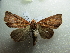  ( - NIBGE MOT-02862)  @13 [ ] CreativeCommons - Attribution Non-Commercial Share-Alike (2012) M. Sajjad Mirza National Institute for Biotechnology and Genetic Engineering Faisalabad Pakistan