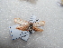  ( - NIBGE MOT-02874)  @12 [ ] CreativeCommons - Attribution Non-Commercial Share-Alike (2012) M. Sajjad Mirza National Institute for Biotechnology and Genetic Engineering Faisalabad Pakistan