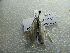  ( - NIBGE MOT-02888)  @12 [ ] CreativeCommons - Attribution Non-Commercial Share-Alike (2012) M. Sajjad Mirza National Institute for Biotechnology and Genetic Engineering Faisalabad Pakistan