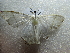  ( - NIBGE MOT-02904)  @12 [ ] CreativeCommons - Attribution Non-Commercial Share-Alike (2012) M. Sajjad Mirza National Institute for Biotechnology and Genetic Engineering Faisalabad Pakistan