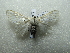  ( - NIBGE MOT-02915)  @12 [ ] CreativeCommons - Attribution Non-Commercial Share-Alike (2012) M. Sajjad Mirza National Institute for Biotechnology and Genetic Engineering Faisalabad Pakistan