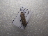  ( - NIBGE MOT-03079)  @12 [ ] CreativeCommons - Attribution Non-Commercial Share-Alike (2013) S. Mirza National Institute for Biotechnology and Genetic Engineering Faisalabad Pakistan