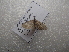  (Eupithecia PK02 - NIBGE MOT-03141)  @12 [ ] CreativeCommons - Attribution Non-Commercial Share-Alike (2013) S. Mirza National Institute for Biotechnology and Genetic Engineering Faisalabad Pakistan