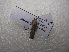  ( - NIBGE MOT-03188)  @12 [ ] CreativeCommons - Attribution Non-Commercial Share-Alike (2013) S. Mirza National Institute for Biotechnology and Genetic Engineering Faisalabad Pakistan