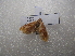  ( - NIBGE MOT-03206)  @12 [ ] CreativeCommons - Attribution Non-Commercial Share-Alike (2013) S. Mirza National Institute for Biotechnology and Genetic Engineering Faisalabad Pakistan
