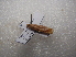  ( - NIBGE MOT-03240)  @12 [ ] CreativeCommons - Attribution Non-Commercial Share-Alike (2013) S. Mirza National Institute for Biotechnology and Genetic Engineering Faisalabad Pakistan