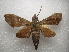  ( - NIBGE MOT-03462)  @13 [ ] CreativeCommons - Attribution Non-Commercial Share-Alike (2013) S. Mirza National Institute for Biotechnology and Genetic Engineering Faisalabad Pakistan