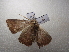  ( - NIBGE MOT-03482)  @13 [ ] CreativeCommons - Attribution Non-Commercial Share-Alike (2013) S. Mirza National Institute for Biotechnology and Genetic Engineering Faisalabad Pakistan