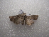  ( - NIBGE MOT-03494)  @12 [ ] CreativeCommons - Attribution Non-Commercial Share-Alike (2013) S. Mirza National Institute for Biotechnology and Genetic Engineering Faisalabad Pakistan