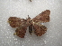  ( - NIBGE MOT-03504)  @13 [ ] CreativeCommons - Attribution Non-Commercial Share-Alike (2013) S. Mirza National Institute for Biotechnology and Genetic Engineering Faisalabad Pakistan