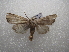  ( - NIBGE MOT-03535)  @13 [ ] CreativeCommons - Attribution Non-Commercial Share-Alike (2013) S. Mirza National Institute for Biotechnology and Genetic Engineering Faisalabad Pakistan
