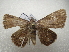  ( - NIBGE MOT-03606)  @13 [ ] CreativeCommons - Attribution Non-Commercial Share-Alike (2013) S. Mirza National Institute for Biotechnology and Genetic Engineering Faisalabad Pakistan