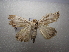  ( - NIBGE MOT-03820)  @11 [ ] CreativeCommons - Attribution Non-Commercial Share-Alike (2013) S. Mirza National Institute for Biotechnology and Genetic Engineering Faisalabad Pakistan