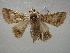  ( - NIBGE MOT-01061)  @13 [ ] CreativeCommons - Attribution Non-Commercial Share-Alike (2011) Muhammad Ashfaq National Institute for Biotechnology and Genetic Engineering Faisalabad Pakistan
